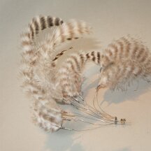 feathear zebra